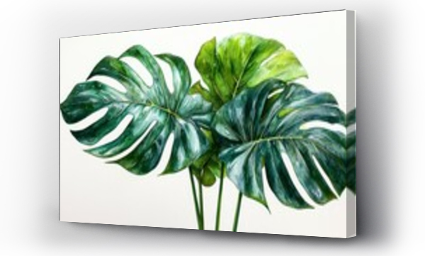monstera