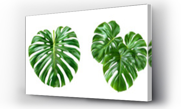 monstera