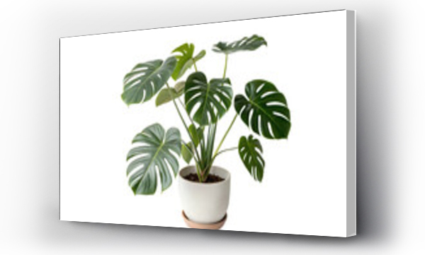 monstera