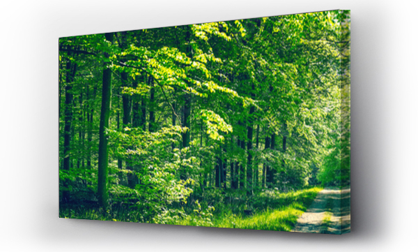 Wizualizacja Obrazu : #119118722 Trees by a road in a green forest