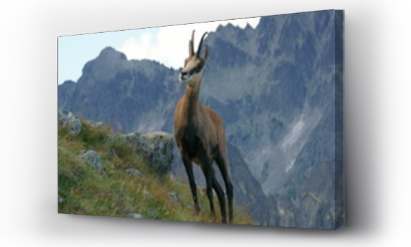 góry, Tatry, zwierzęta