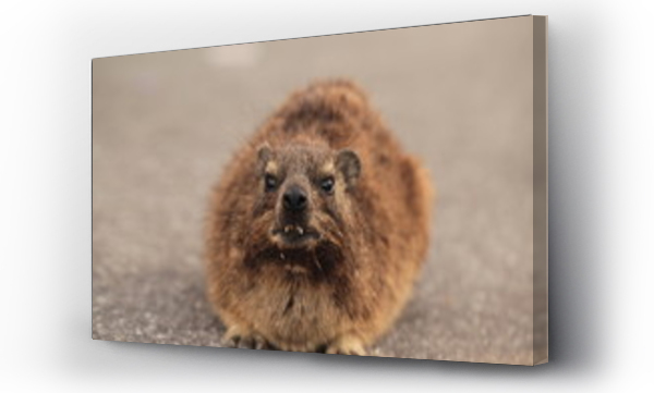 śmieszne, zwierzęta