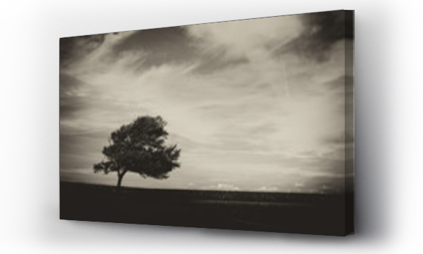 Czarno białe, drzewo, drzewo niebo, pejzaż, sadness