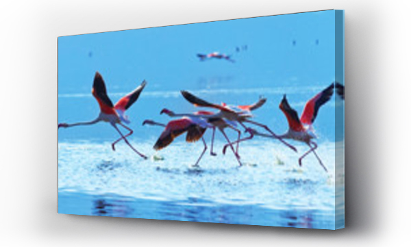 Wizualizacja Obrazu : #121193206 Flamingo taking off at Bogoria Lake in Kenya