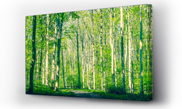 Wizualizacja Obrazu : #121227177 Danish forest with green trees