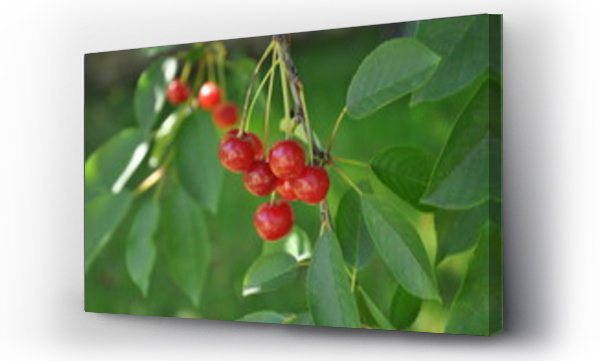 drzewo, Liście, Wiśnie