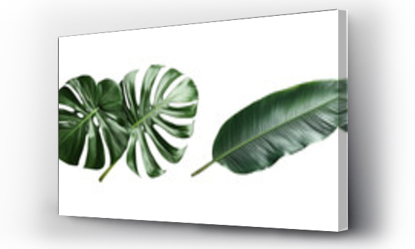 monstera