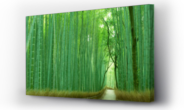 bamboo japan, bambus japan, japanese garden, japonia, kioto, kyoto, religia