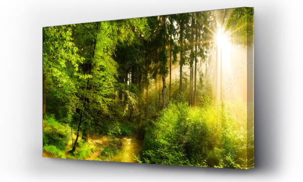 Wizualizacja Obrazu : #122160342 Leśna ścieżka obok strumienia, idylliczny wschód słońca w lesie