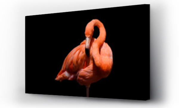 Wizualizacja Obrazu : #122190146 Flamingo with black background