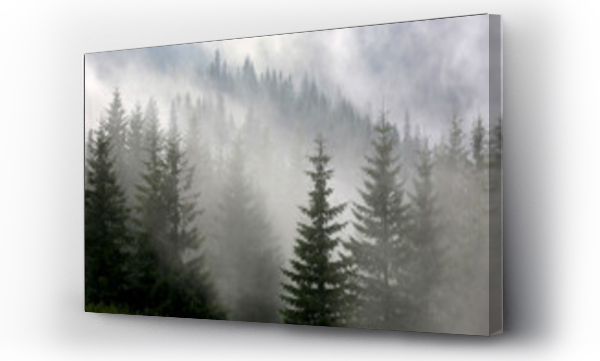 Wizualizacja Obrazu : #122477324 las sosnowy we mgle