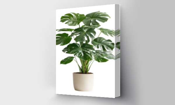 monstera