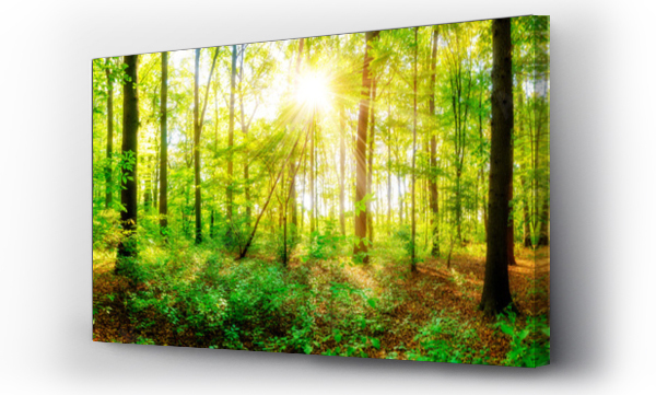 Wizualizacja Obrazu : #122870583 Jesienna panorama lasu z promieniami słońca