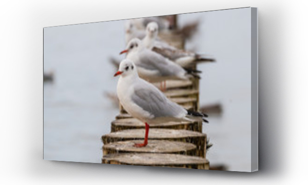 morze, morze bałtyckie