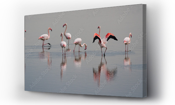 Wizualizacja Obrazu : #123308375 beautiful light on pink flamingo group