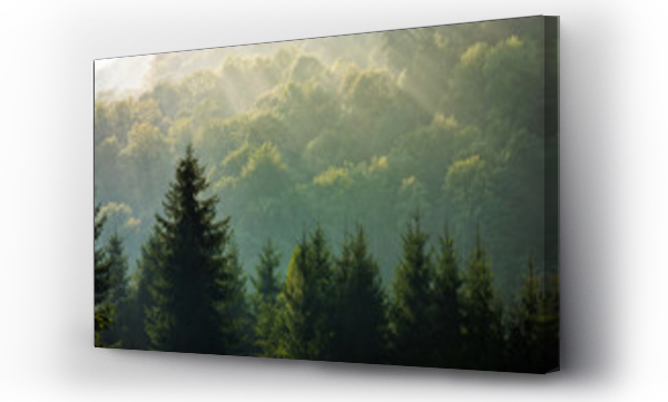 las świerkowy na mglistym wschodzie słońca w górach