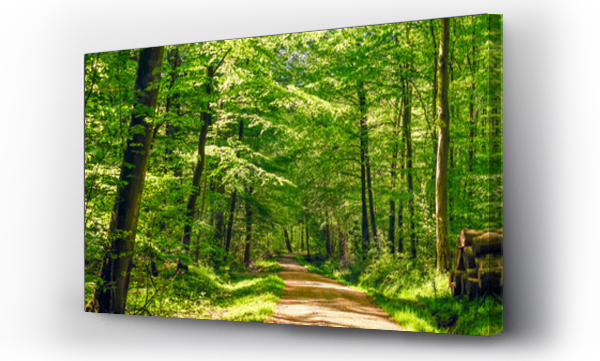 Wizualizacja Obrazu : #123611852 Road in a idyllic forest