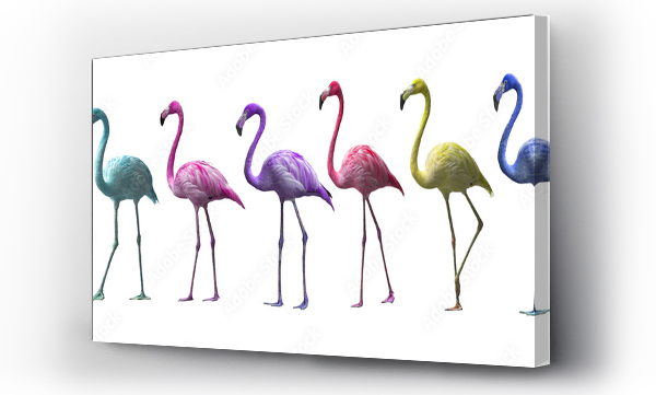 Ptak flamingo chodzenie na białym tle, flamingo izolowane na białym tle, Piękny flaming ptak