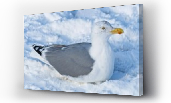 Świnoujście plaża, zwierzęta