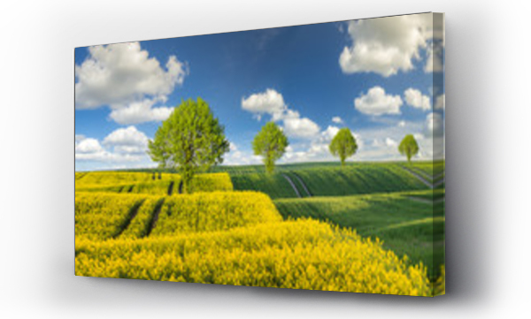 Wizualizacja Obrazu : #124817768 wiosenne pole,zielone zbo?e,kwitn?cy rzepak