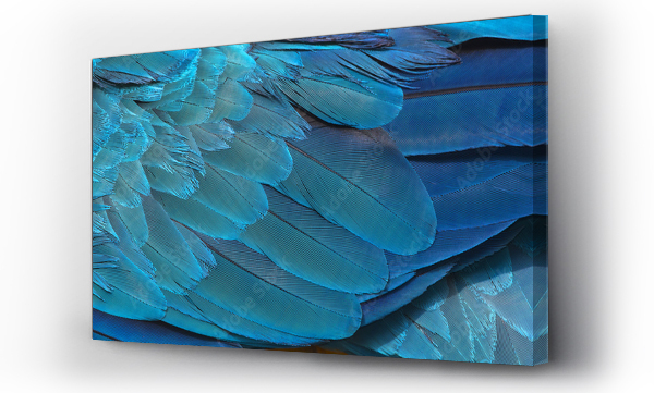 Wizualizacja Obrazu : #125099010 Kolorowe niebieskie i złote pióra ptaków, egzotyczne natury tło i tekstury, pióra macaw, skrzydło macaw