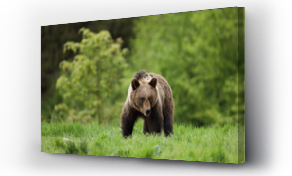 bieszczady, Tatry, zwierzęta
