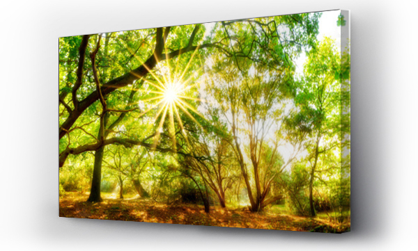 Wizualizacja Obrazu : #125541152 Panorama lasu w słońcu