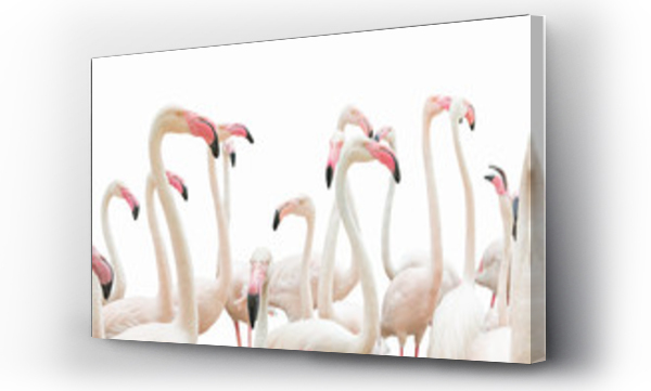 Flamingi na białym tle.