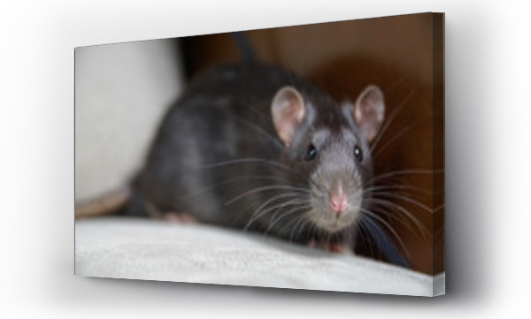 Wizualizacja Obrazu : #126378704 Szczur