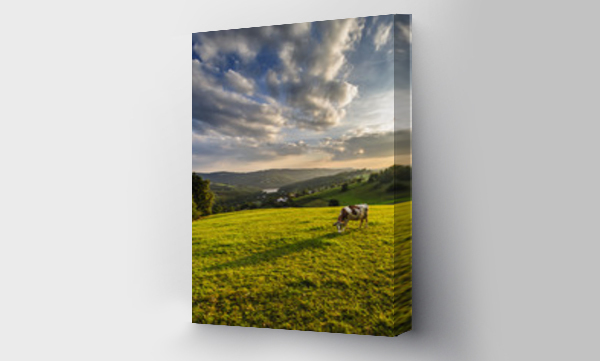 krowa, pejzaż, Wschód słońca niebo, zwierzęta