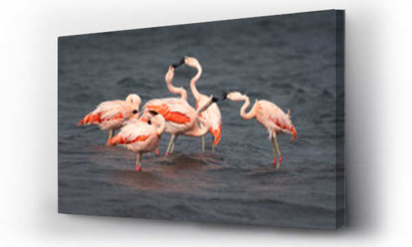 Wizualizacja Obrazu : #1267279584 Bunch of beautifully colored wild chilean flamingos fighting in the lagoon of harbour in Puerto Natales, Patagonian, chilean wildlife, Patagonia, Chile