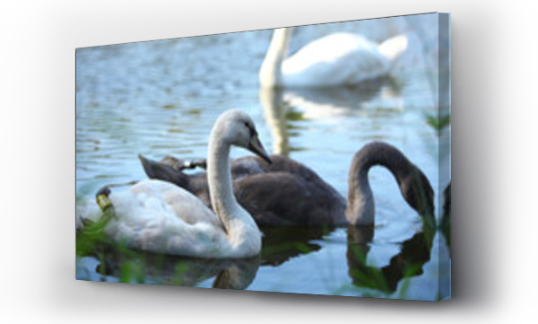 jezioro, skrzydła, zwierzęta