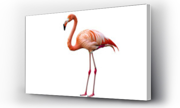 flamingi