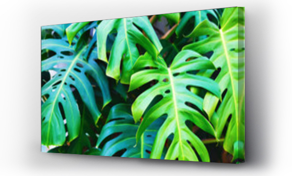Wizualizacja Obrazu : #128387037 Green monstera leaf. Bright green lush leaves. Shallow depth of field. Selective focus.