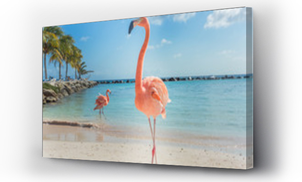 Trzy flamingi na plaży