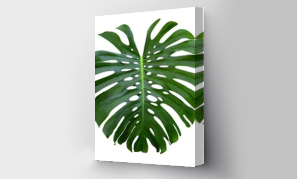 Wizualizacja Obrazu : #128559570 monstera large jungle green leaf, Swiss Cheese plant,  holes and splits, isolated on white background