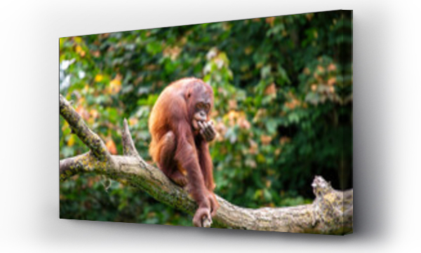 Wizualizacja Obrazu : #1286931051 Orangutan (Pongo pygmaeus), native to Borneo and Sumatra?s rainforests