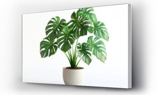 monstera