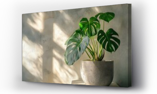 monstera