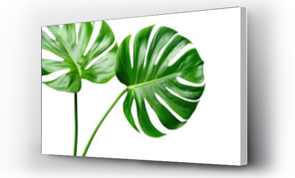 monstera