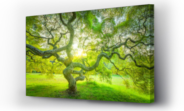 Wizualizacja Obrazu : #129624439 Japanese Maple Tree in Princeton New Jersey 