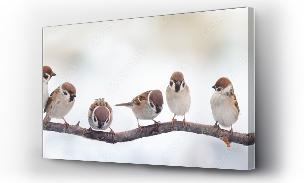 Wizualizacja Obrazu : #130089214  small funny birds sparrows sitting on a branch on the panoramic picture