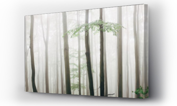 Wizualizacja Obrazu : #130354958 Tall trees in forest during foggy weather