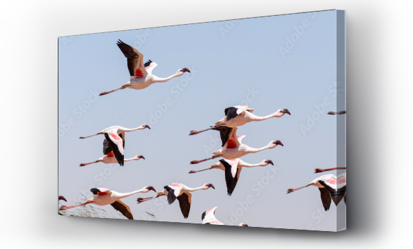 Wizualizacja Obrazu : #130455542 Flamingo Flying - Namibia