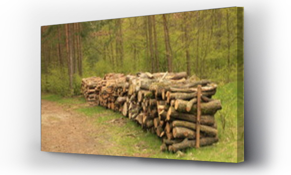 Wizualizacja Obrazu : #130890273 wycinka drzew