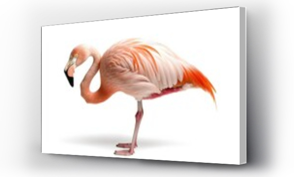 flamingi