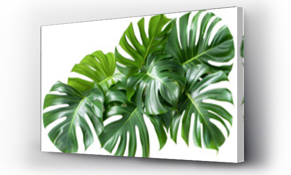 monstera