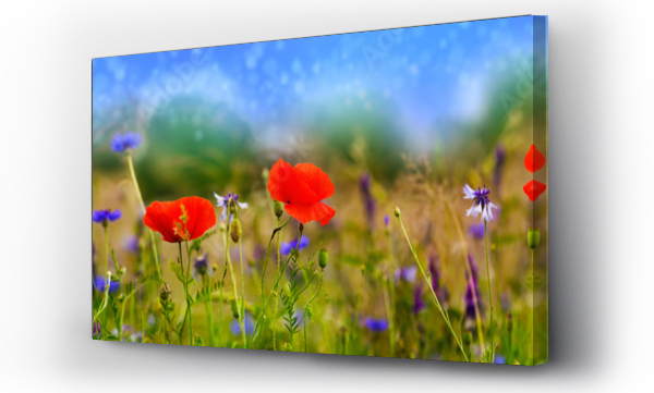 Wizualizacja Obrazu : #132166013 Maki, Kwiaty polne, Letnia łąka, Łąka kwietna, Sztandar, Panorama