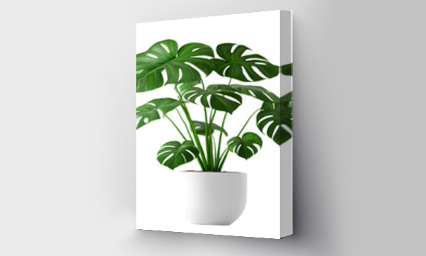 monstera