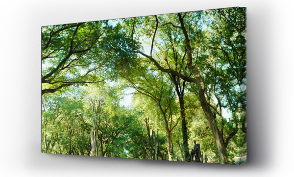 Wizualizacja Obrazu : #1323880457 Panoramic view of trees in a park, Central Park, Manhattan, New York City, New York State, USA.